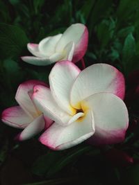 Close-up of pink flower blooming outdoors