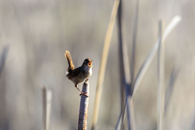 Close-up of bird perching on branch