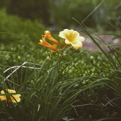 Close-up of flowers blooming in field