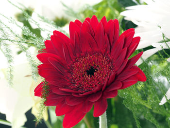 Close-up of red flower