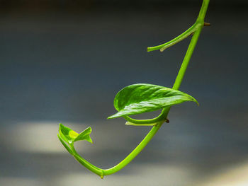 Close-up of green leaf