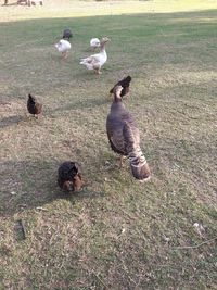 Ducks in a field