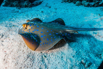 Fish swimming in sea