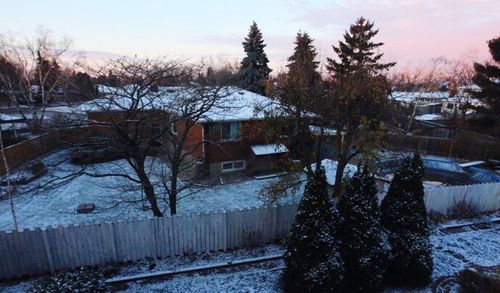 Snow covered trees in winter