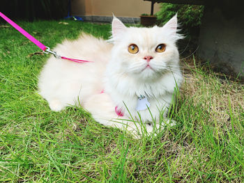 Portrait of fluffy cat sitting on field