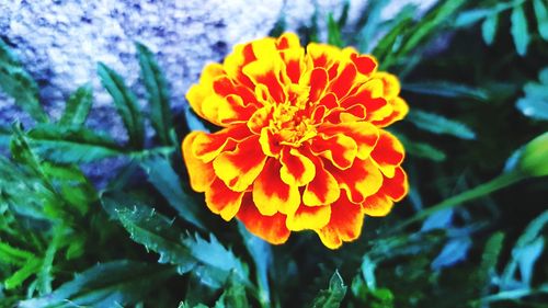 Close-up of marigold blooming outdoors