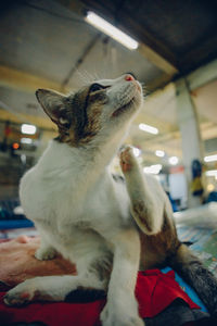 Close-up of a cat