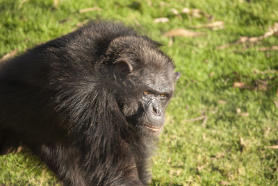 Chimpanzee in south africa