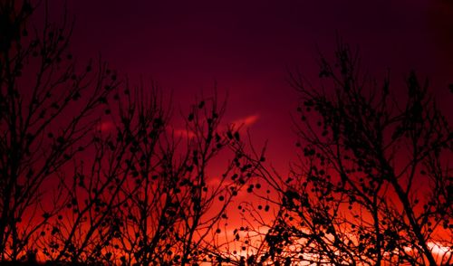 Low angle view of silhouette plants against sky at sunset