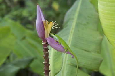 Close-up of purple flowering plant