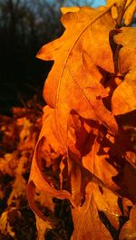 Close-up of dry maple leaves on land