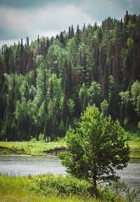 Scenic view of river amidst trees in forest against sky