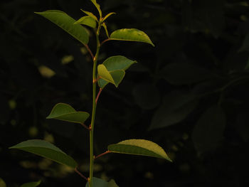 Close-up of fresh green leaves