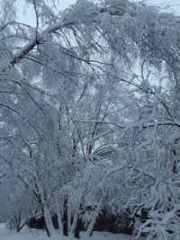 Close-up of snow on bare tree