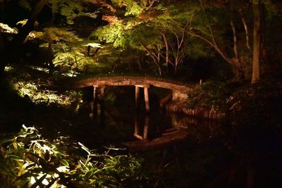 Illuminated trees at night