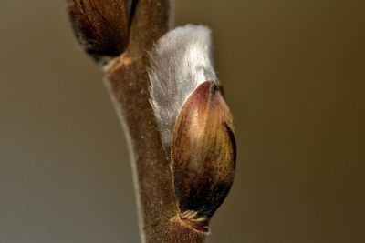 Close-up of plant against blurred background