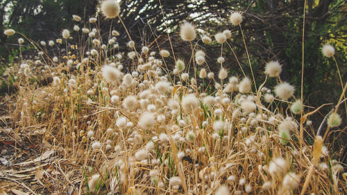 Close-up of white flowering plants on field