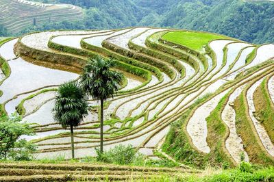 High angle view of rice paddy