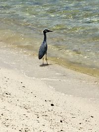 Bird perching on a beach