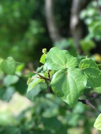 Close-up of insect on plant