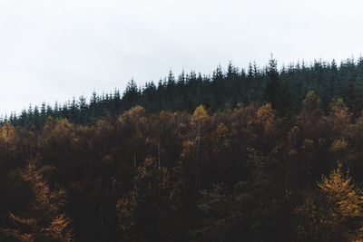 Trees in forest against sky during autumn