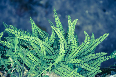 High angle view of fern leaf