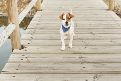 Portrait of dog standing on wooden boardwalk