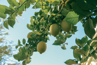 Low angle view of fruits growing on tree against sky