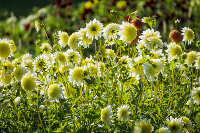 Close-up of yellow flowers blooming on field