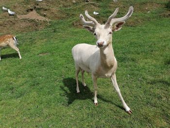 Portrait of deer standing on field