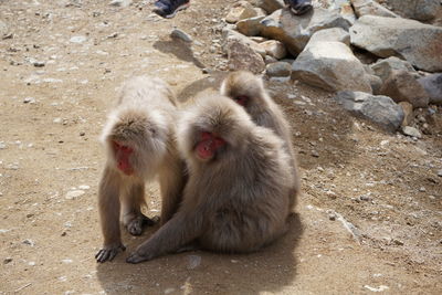 Monkey sitting on rock