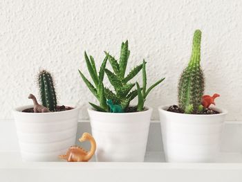 Close-up of succulent plants against white wall