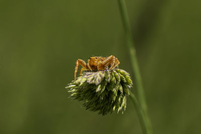 Close-up of insect on plant