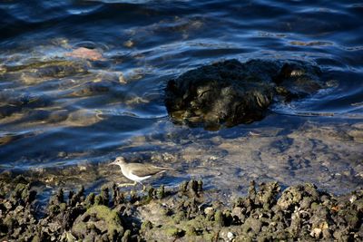 Close-up of turtle in water