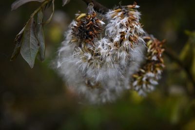 Close-up of flower hanging on tree