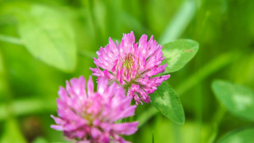 Close-up of pink flowers blooming outdoors