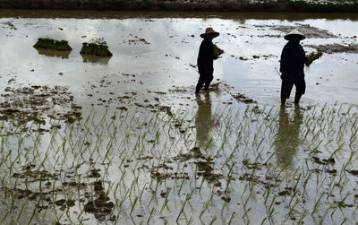 Side view of farmers at work