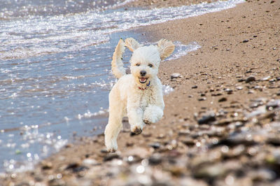 Dog running on beach