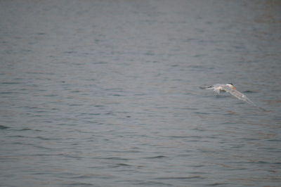 Swan flying over water