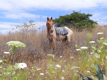 Horse standing on field against sky