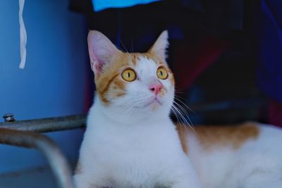 Portrait of cat looking at camera