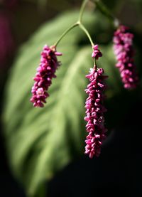 Close-up of pink flowers blooming outdoors