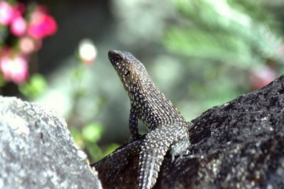 Close-up of lizard on rock