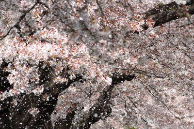 Full frame shot of pink flowers