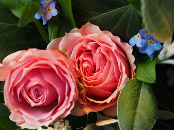 Close-up of pink rose