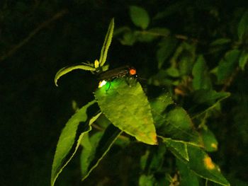 Close-up of insect on leaf