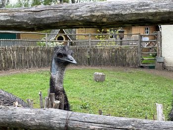 View of an animal on field