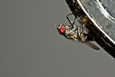 Close-up of fly on the background