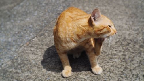 High angle view of cat standing on street