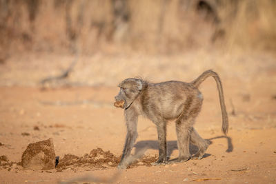 View of an animal on sand